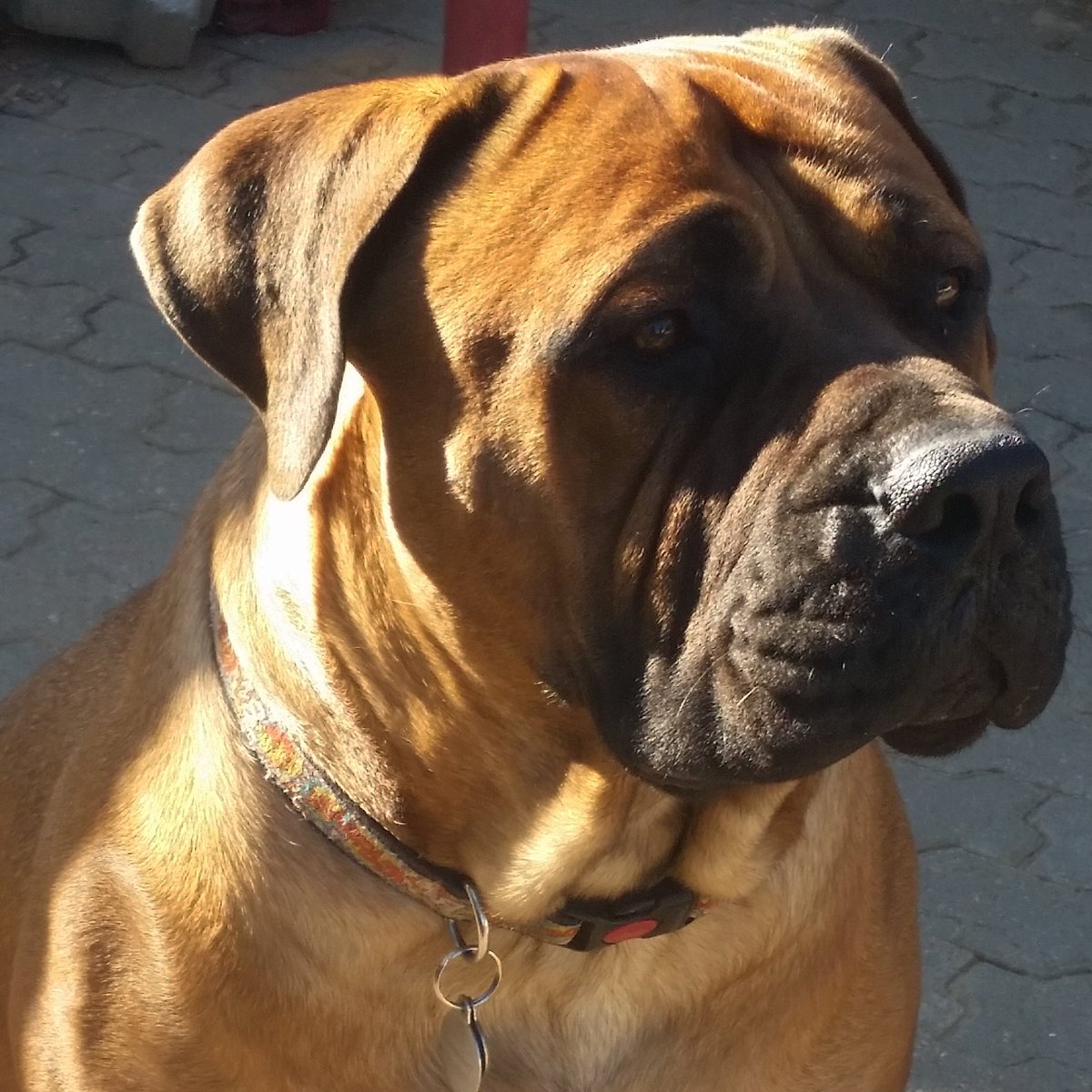 thor boerboel
