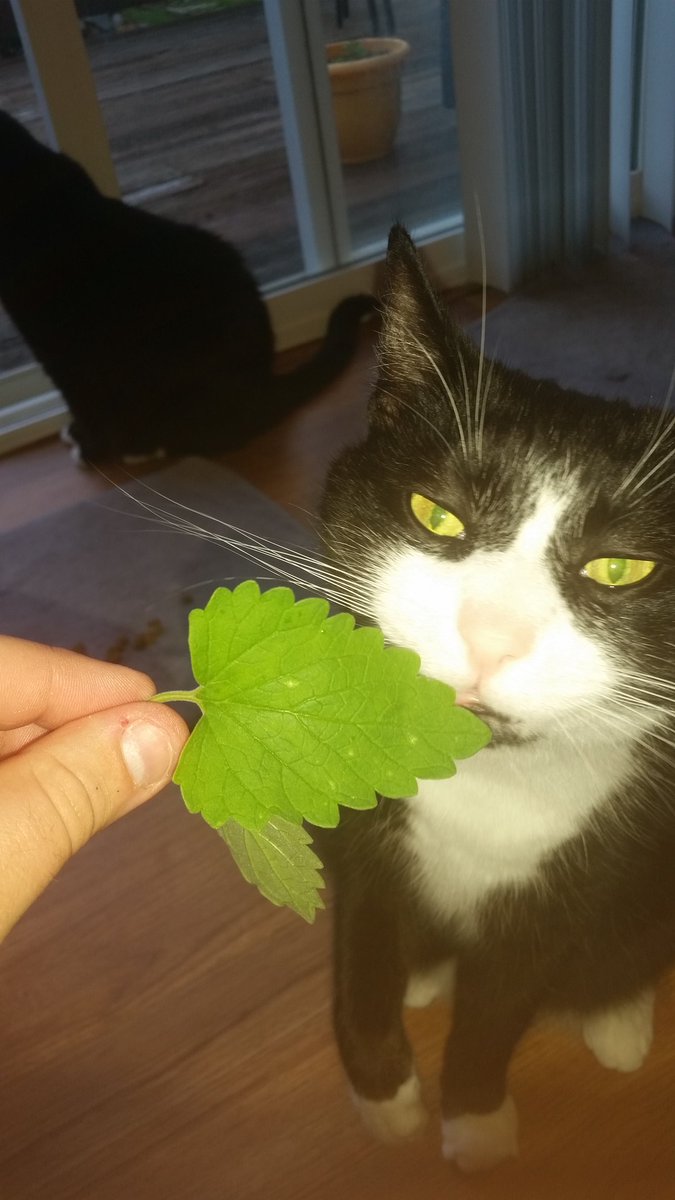 VestigialElon's tweet image. You think catnip is a game? We grow nip the size of your head here son, you better recognize. #Niphead #niplife @LBKiddoShow you want in?