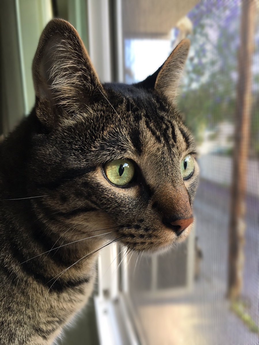 Thor_Witcher's tweet image. Meow