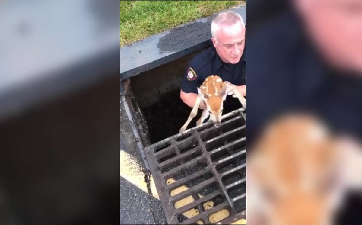 Hero Cop saves baby deer
bit.ly/2rqSOmQ