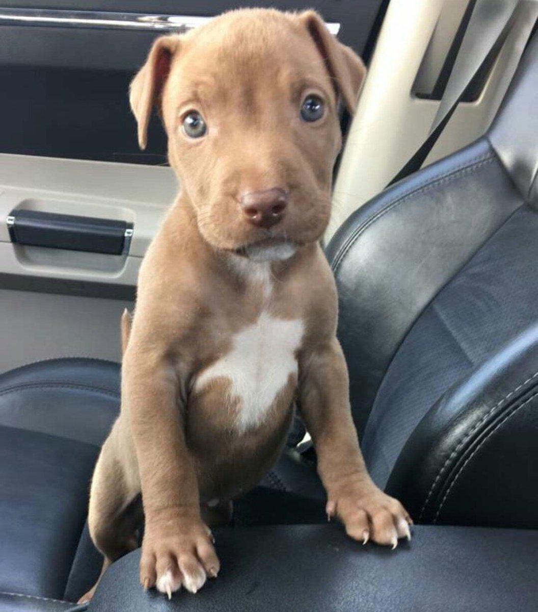 PitbuIIs's tweet image. 