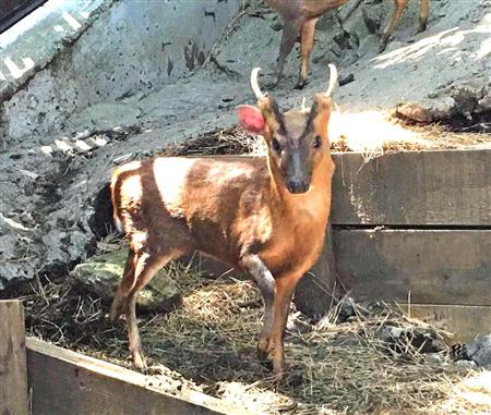 東京都 キョン捕獲チームの名前を募集します あれしかないだろという声 Togetter