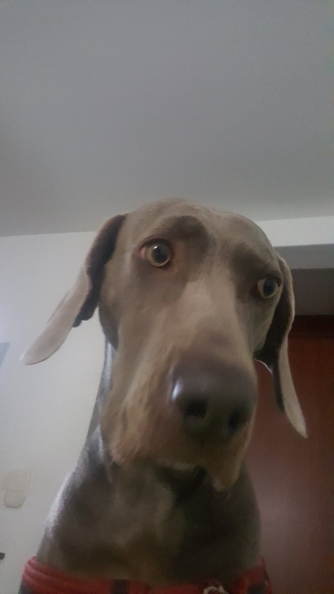 lanegramariae's tweet photo. #SpamDeMascotas tu y tu y tu y solo tu #MiChica #Khalu https://t.co/pARFyLyJsz