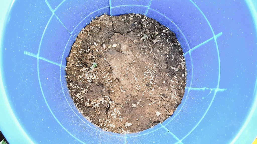 First two potatoes creepin up! Like if you can see them! #Potatoes