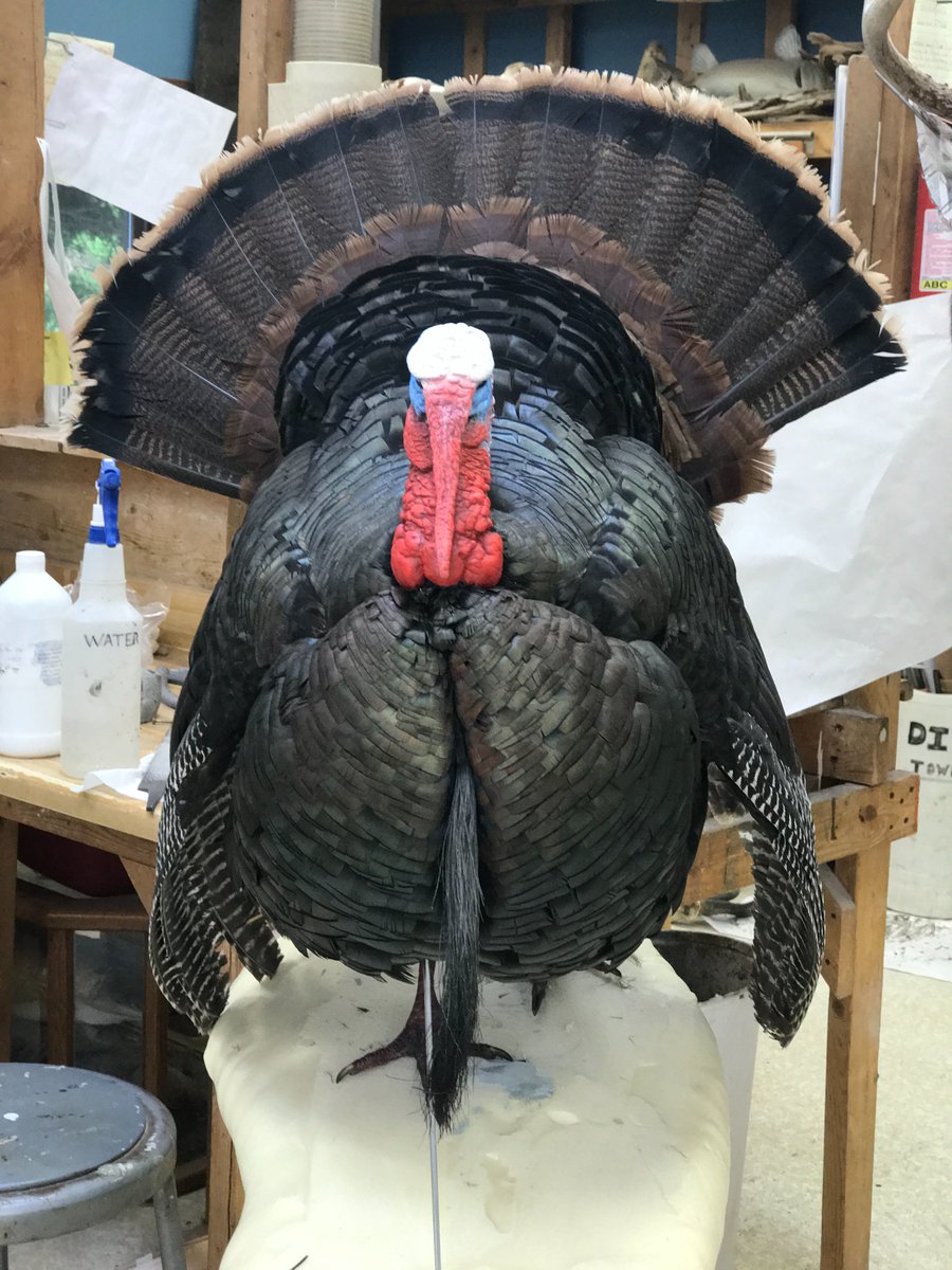 MatuskaSupplyCo's tweet photo. Graduation is just around the corner! Students are finishing up their projects in school. #learntaxidermy #taxidermyschool https://t.co/bGyPOANKth