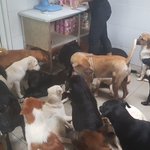 Photo by The Bodhi Shelter (@bodhidogs)