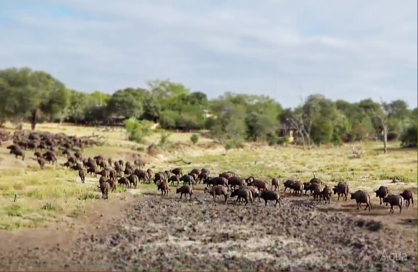 Aquathonic's tweet photo. What difference! Vuyatela Dam. #flashbackfridays #safarilive @tay_mccurdy #2016drought https://t.co/Nvo9Wro1S5