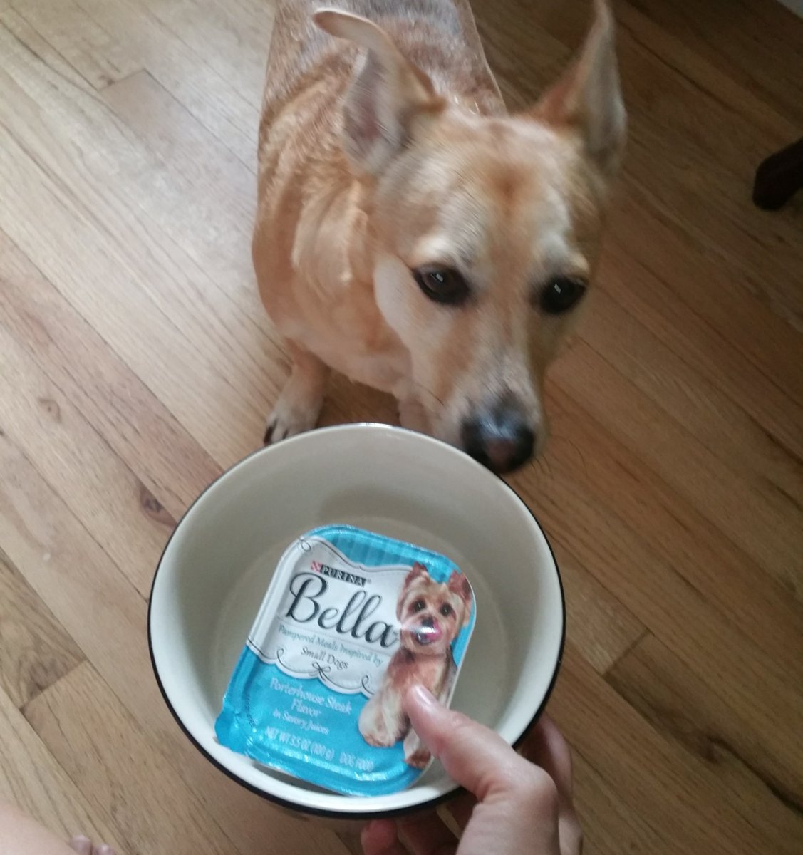 OrieLim's tweet image. Hey @belladogfood I #gotitfree from bzzagent but my fur baby is the luckiest one #whosagooddog
