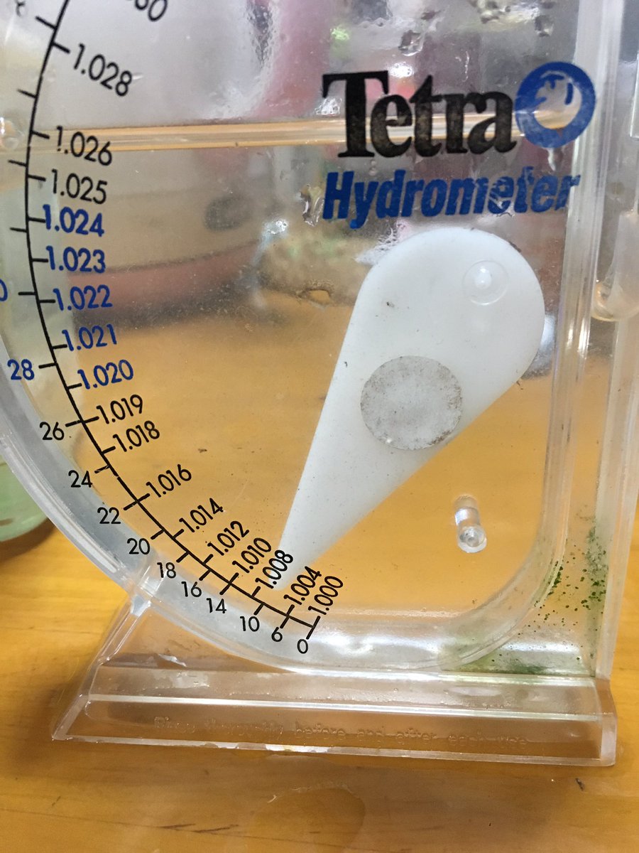 ミドリフグの飼育 汽水の作り方は 熱帯魚 淡水魚 海水魚の図鑑