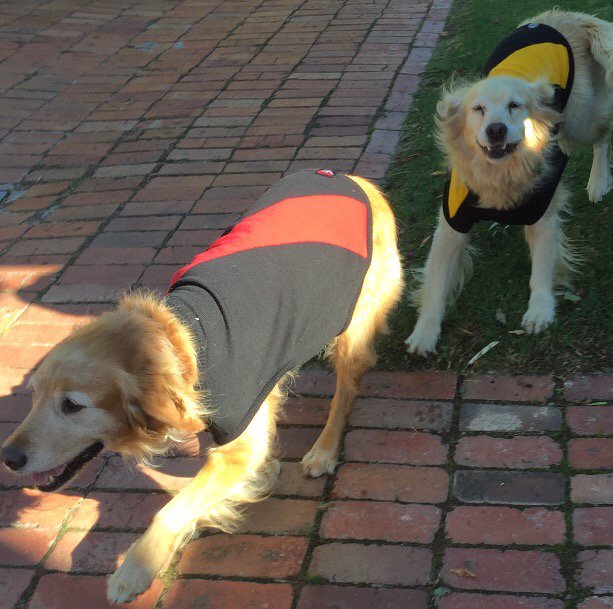 <a href="/CheekyGrog/">Cheeky Grog Co</a> co ambassadors getting excidered about #DreamtimeAtTheG. #goldenretriever #richmondfc #essendonfc