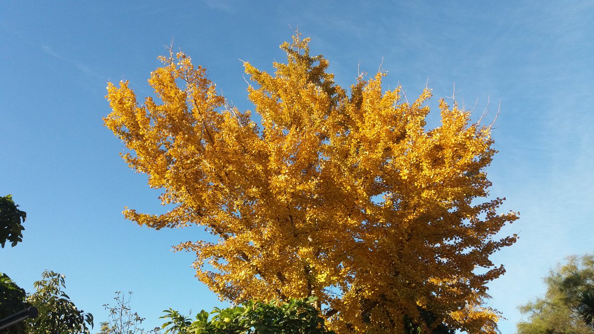 ziza8pg's tweet photo. AHORA Quillota
Ginkgo biloba
#GingkoBiloba
#Gingko #Biloba
#otoño #autumn https://t.co/hR6HuMfDWk