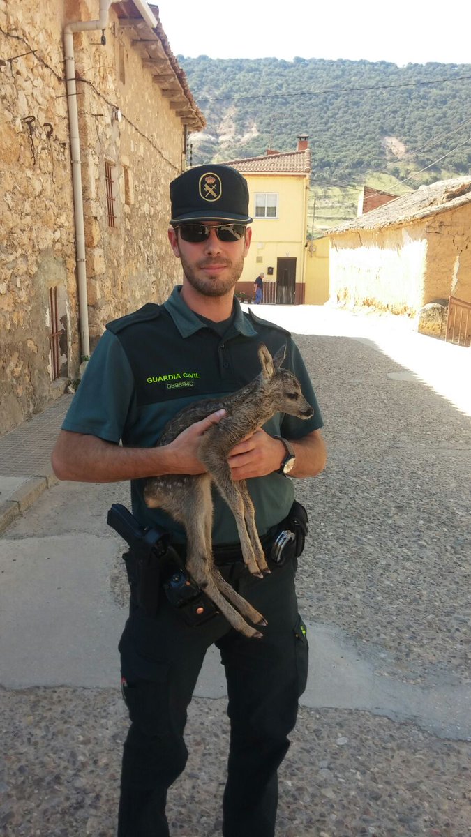 Nuestra compañero José Francisco ha rescatado a este pequeño corzo en Budia #Guadalajara
👏
#ParaServirYProteger...sin distinción de especies