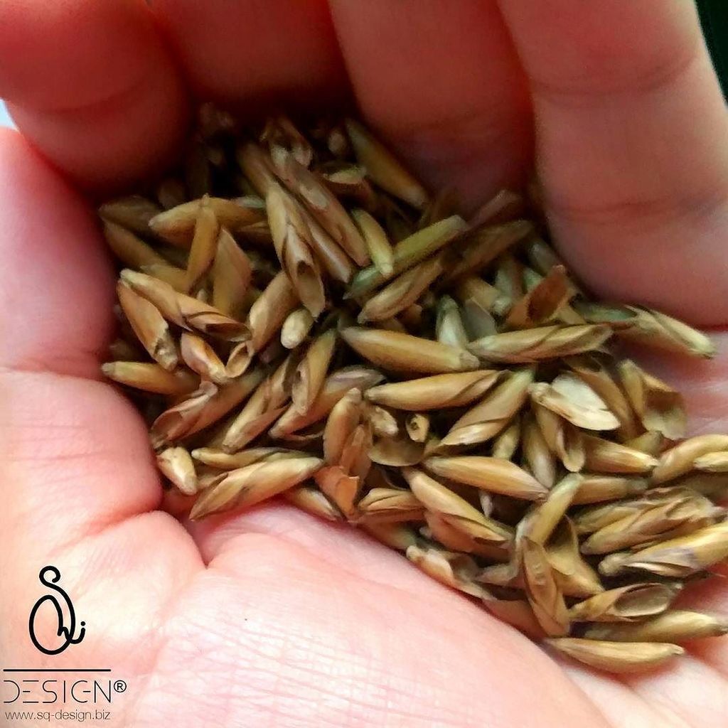 Semillas de bambú ❤
Bamboo seeds ❤
#bamboo #bioarchitecture #barefootarchitect #womeninarchitecture #sqD3S1GN ift.tt/2rdeHpO