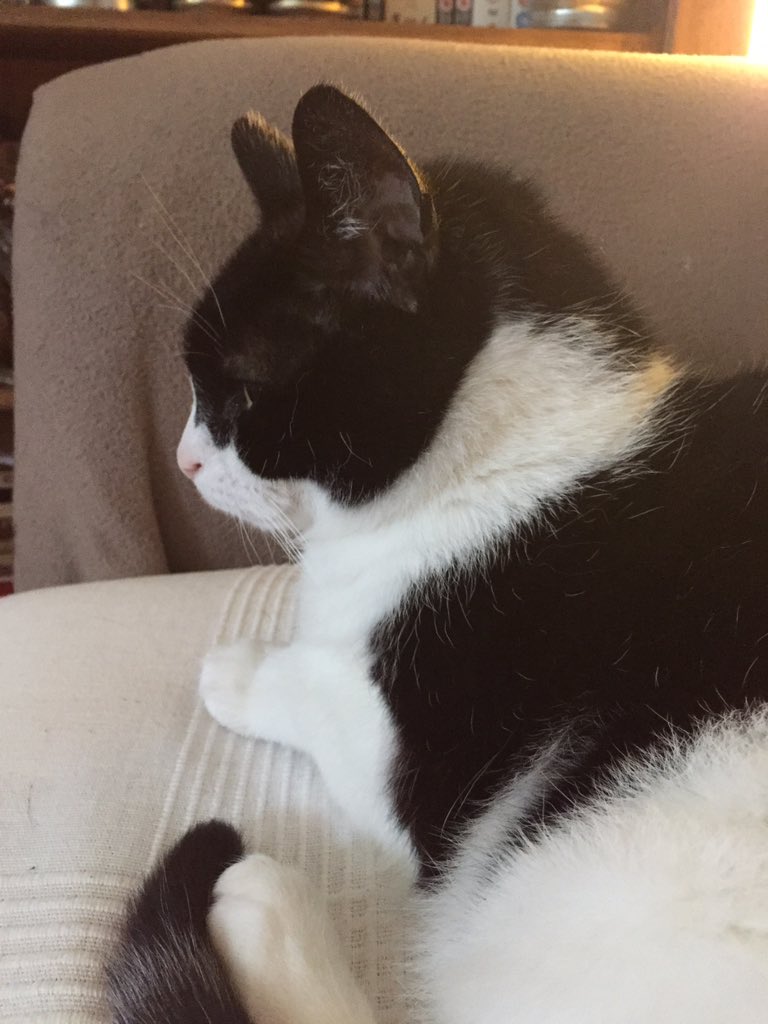 amberbeare's tweet photo. @cakethelion This cat terrifies me at 3 in the morning 😱 https://t.co/tbMb52LrYo