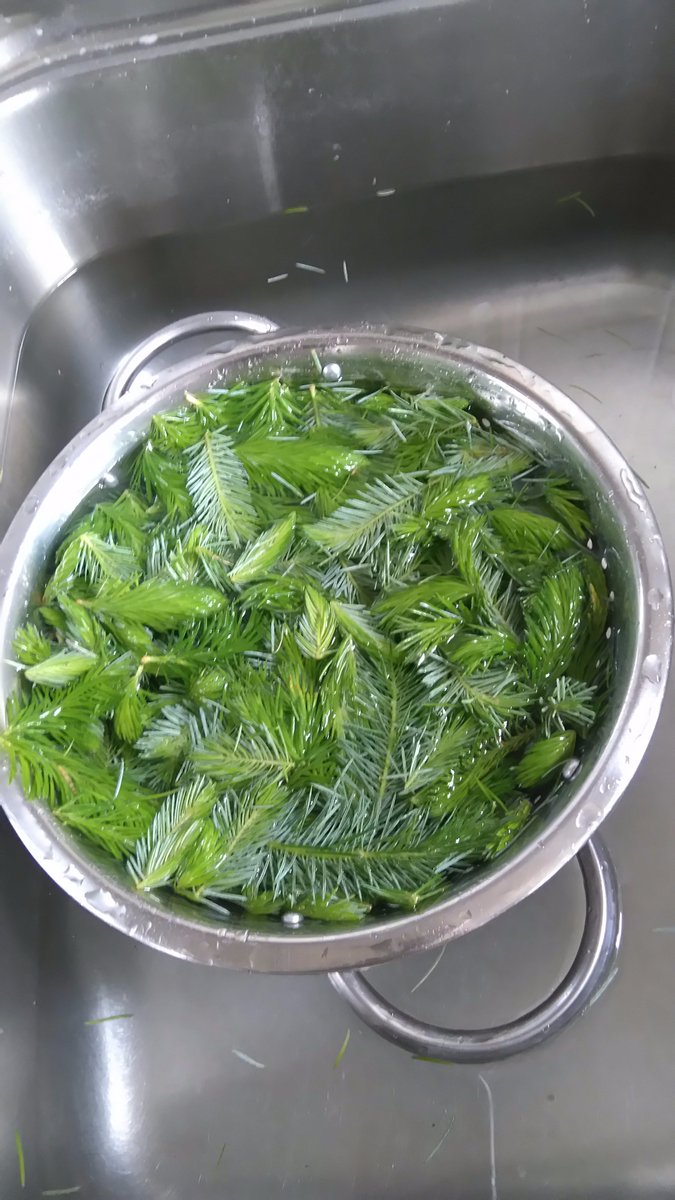 grizel_g's tweet image. The beginning of my #sprucetip #gin, #Christmas in a bottle