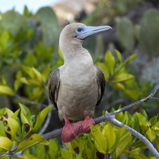 IslandersGalap's tweet photo. #FelizSábado de sus #amigos de #IslandersGalapagos #PiqueroPatasRojas #PuntaPitt #TourDiario #AllYouNeedIsEcuador https://t.co/3p3S52k5lf