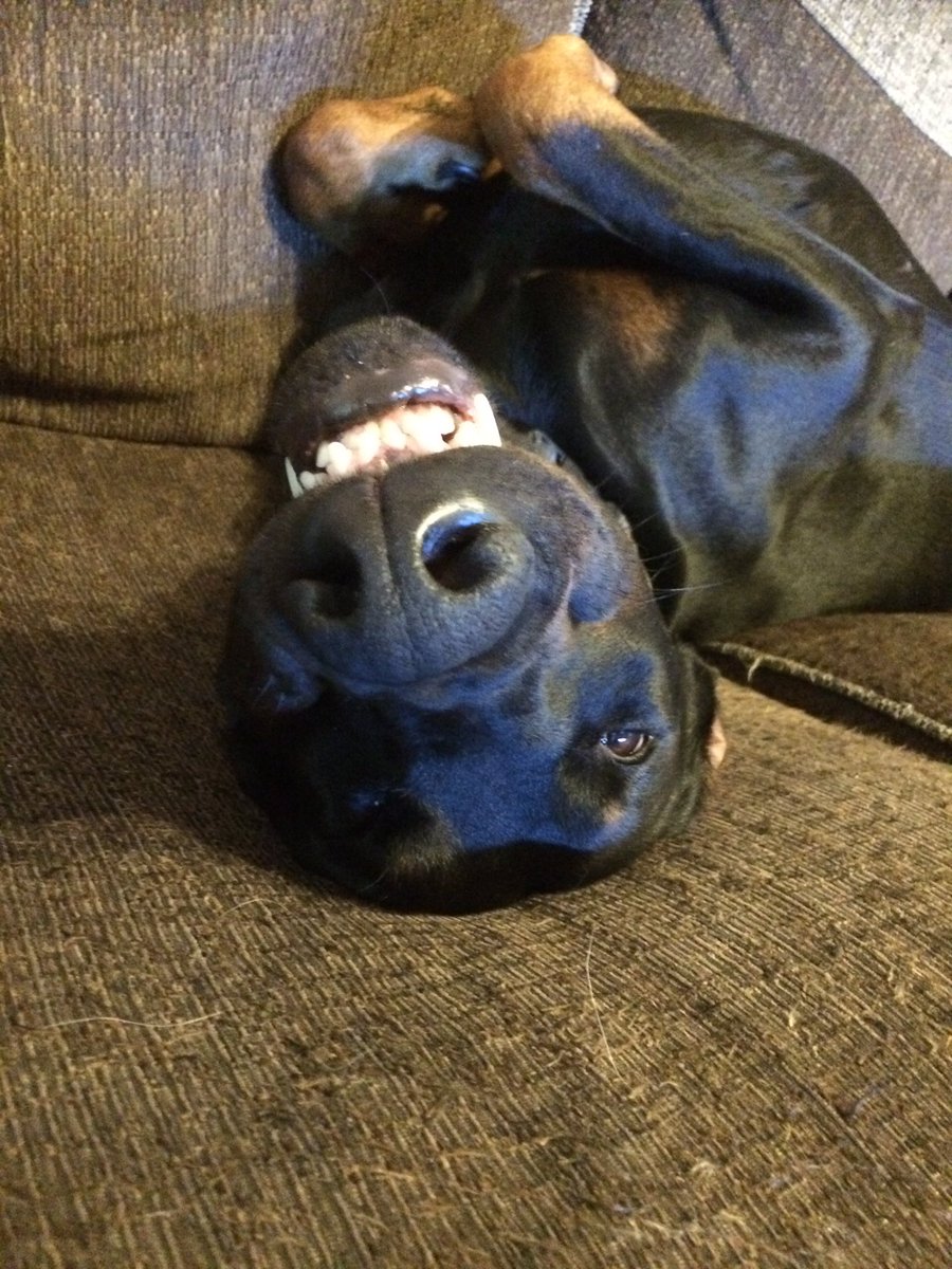 TheDobermanns's tweet photo. Another wiggle and I should be comfy. After all, comfort is paramount! https://t.co/FZ6TU668Wi