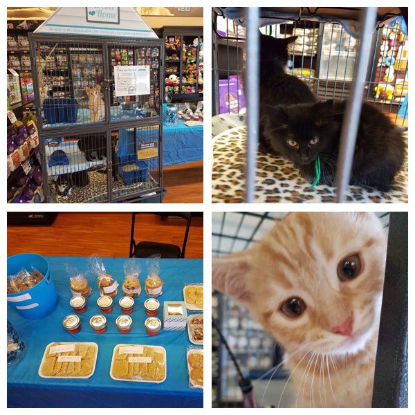 It's adoption weekend at Petvalu! Join us at the Petvalu on Prince Street in Sydney to meet our featured adoptables!