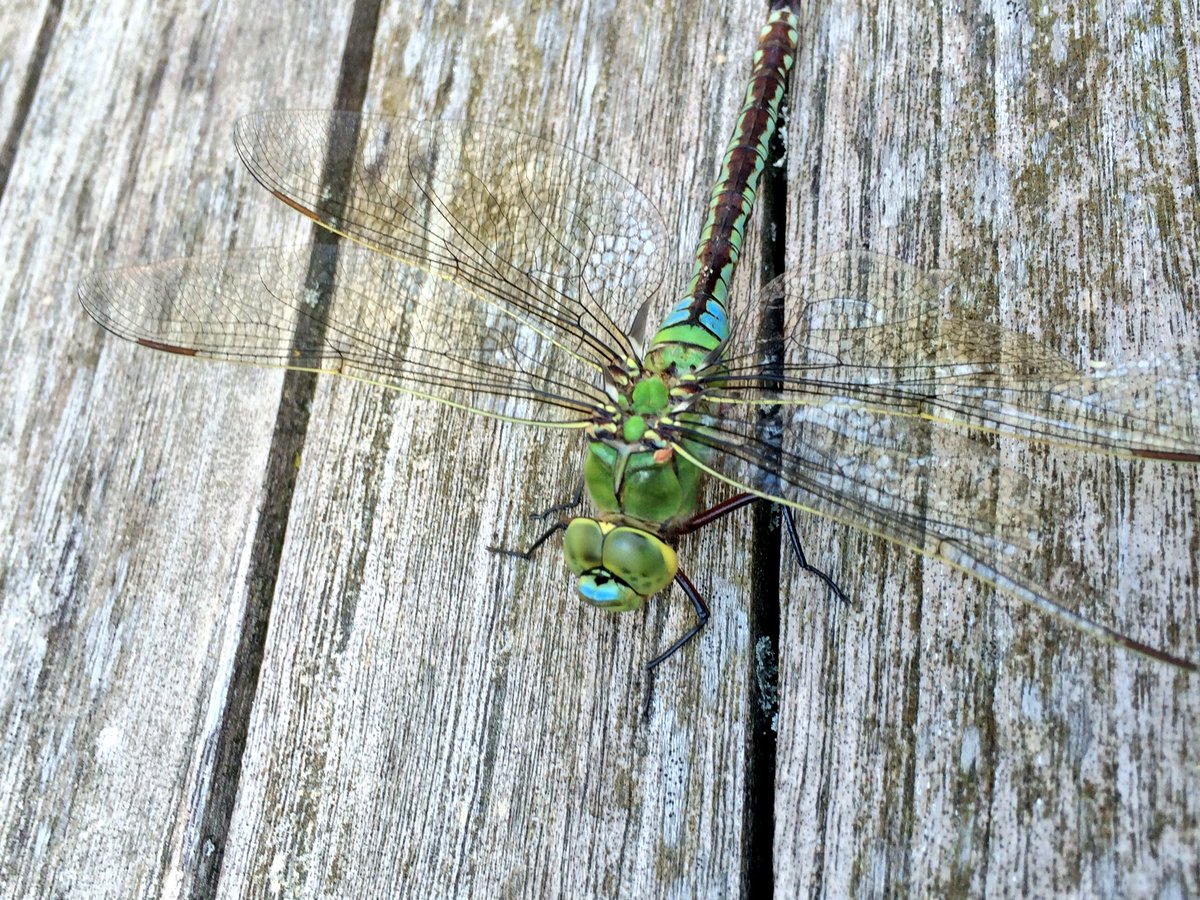 Deze prachtige libelle heeft een vleugel kapot. Helaas!