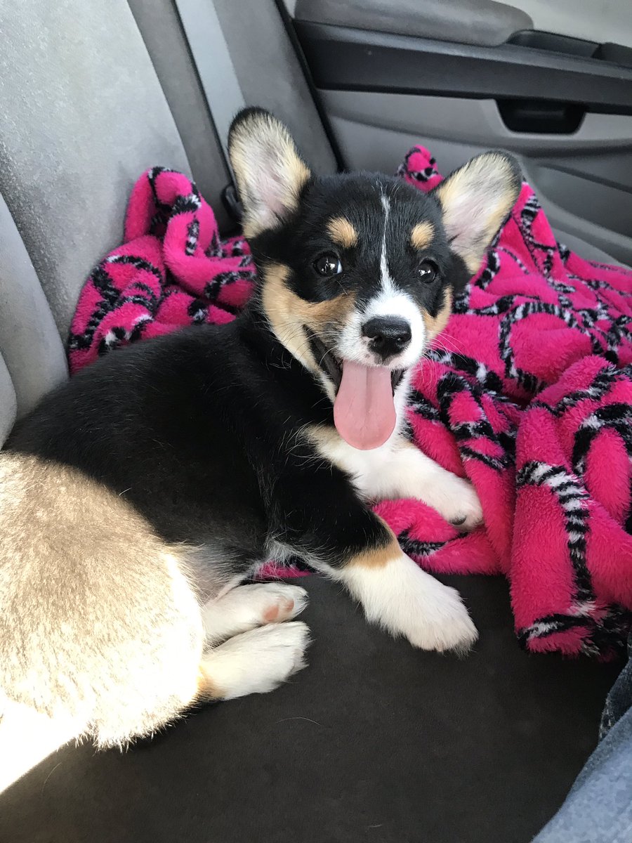 tarahendrix24's tweet photo. First big investment β€οΈππ #corgioverload https://t.co/cm3b51kYHq
