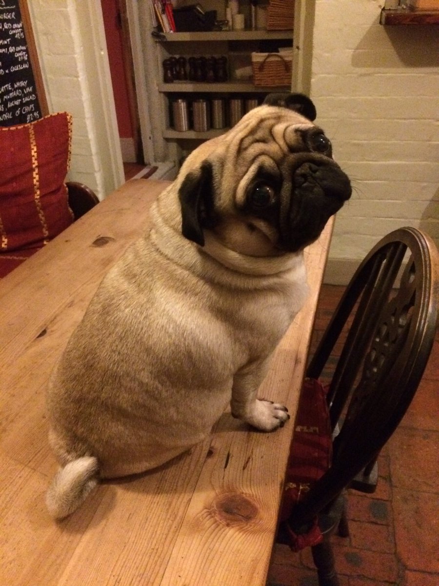My name is Ziggy and I'm practically a celebrity in Stretton. #pug #PugInAPub