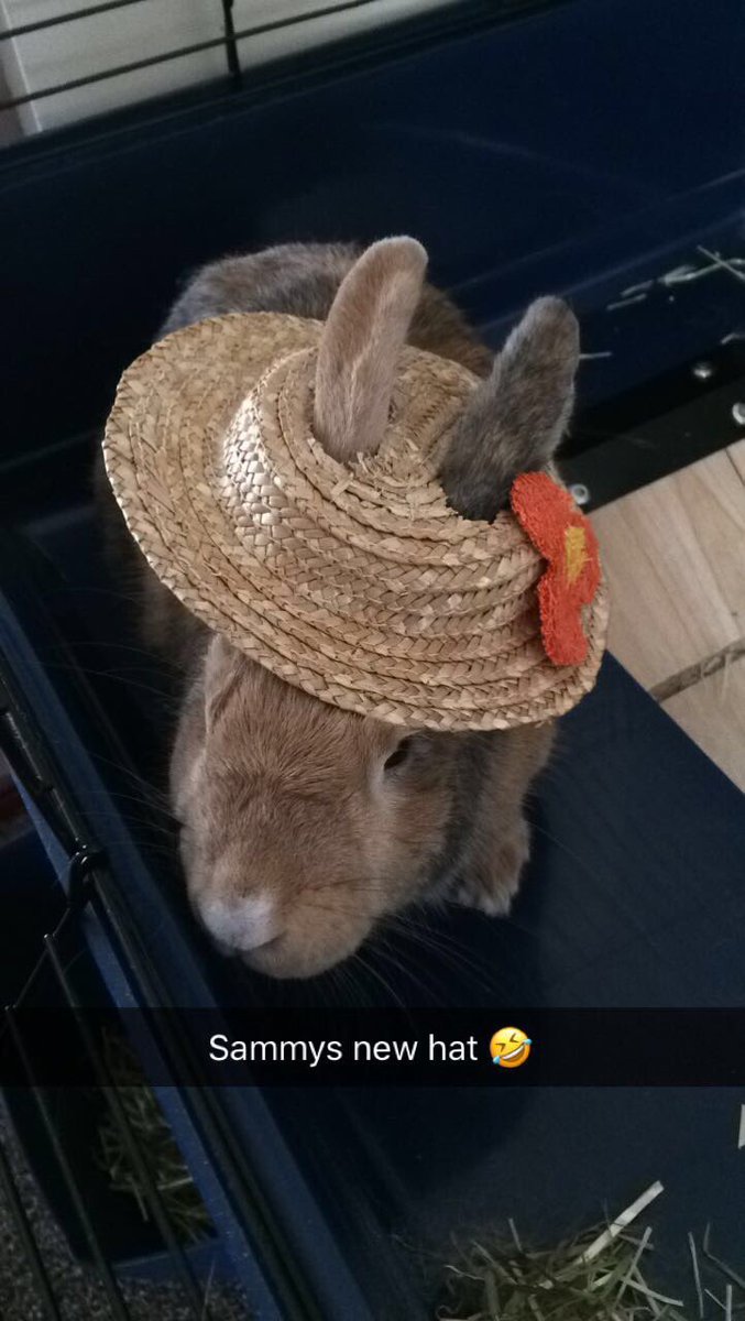 faeyre's tweet photo. Love my bun bun 🐰👒 https://t.co/ICcmeF71et