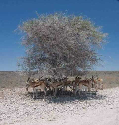 pravisah's tweet image. This picture explains more than million words. #ImportanceOfTrees 
#EnvironmentalProtection