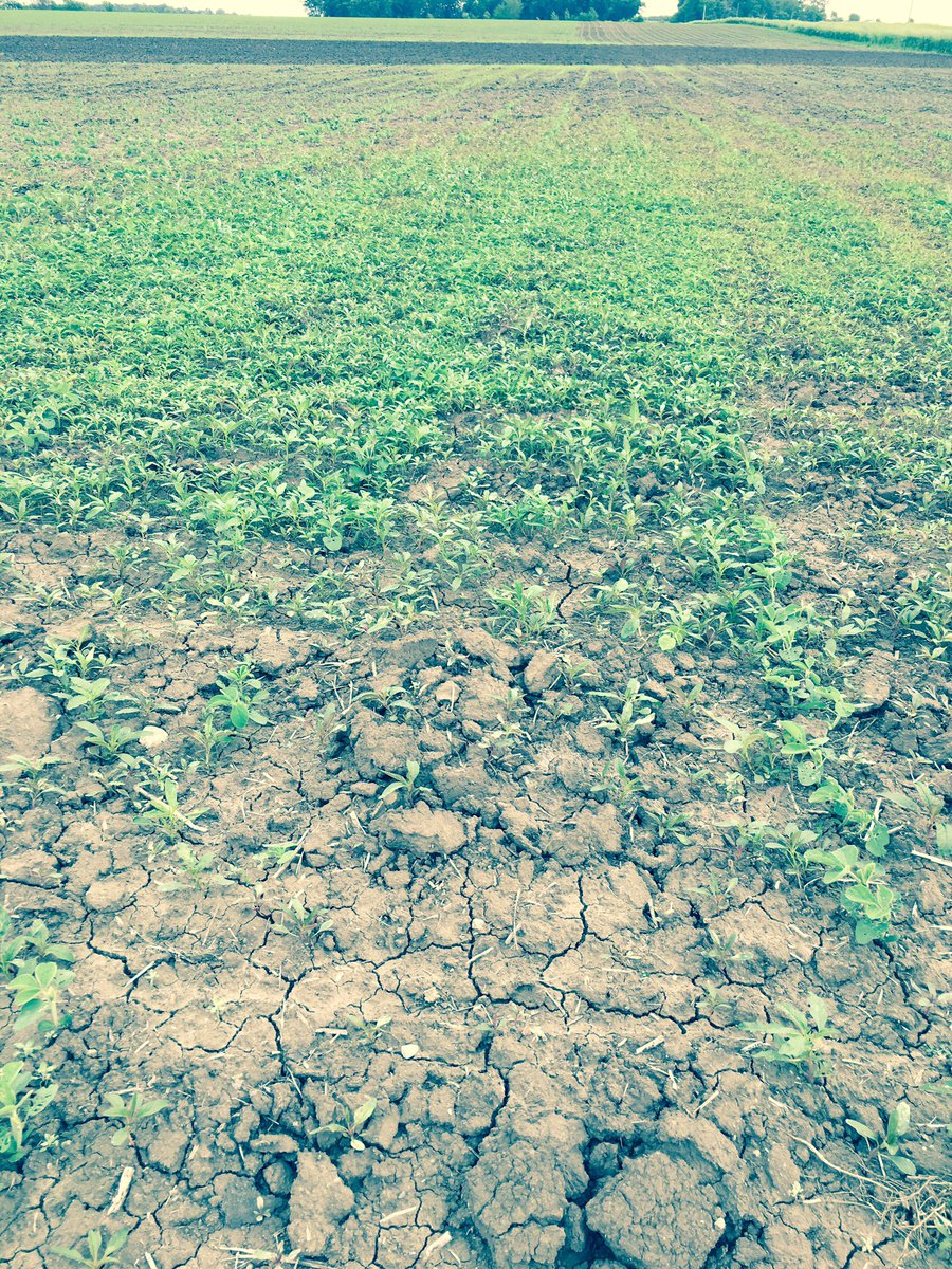 JkFischer87's tweet photo. This is why we need a preemerge herbicide program #waterhemp #fulltillageproblems #farmersayswaittospray https://t.co/riSRtKsFMR