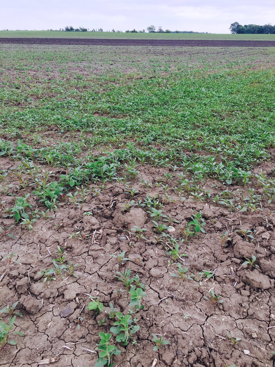 JkFischer87's tweet photo. This is why we need a preemerge herbicide program #waterhemp #fulltillageproblems #farmersayswaittospray https://t.co/riSRtKsFMR