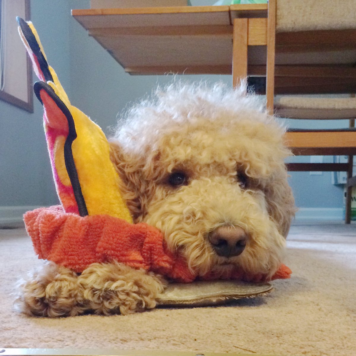 cheetohcat's tweet photo. My dog brother is hoarding his toys. I don't want those slobbery things anyways! #doofus #FinnDoo https://t.co/vdsGP9rdek