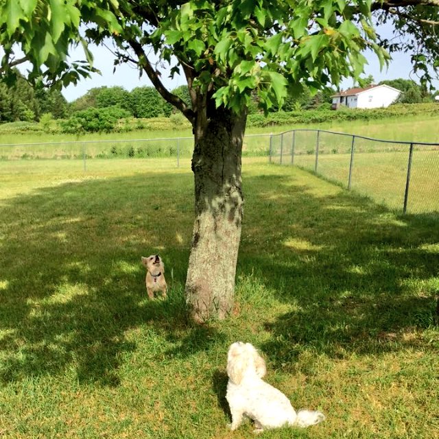 OldKingJoseph's tweet photo. Spending time chasing squirrels up trees today. https://t.co/O6uQAHbnp7