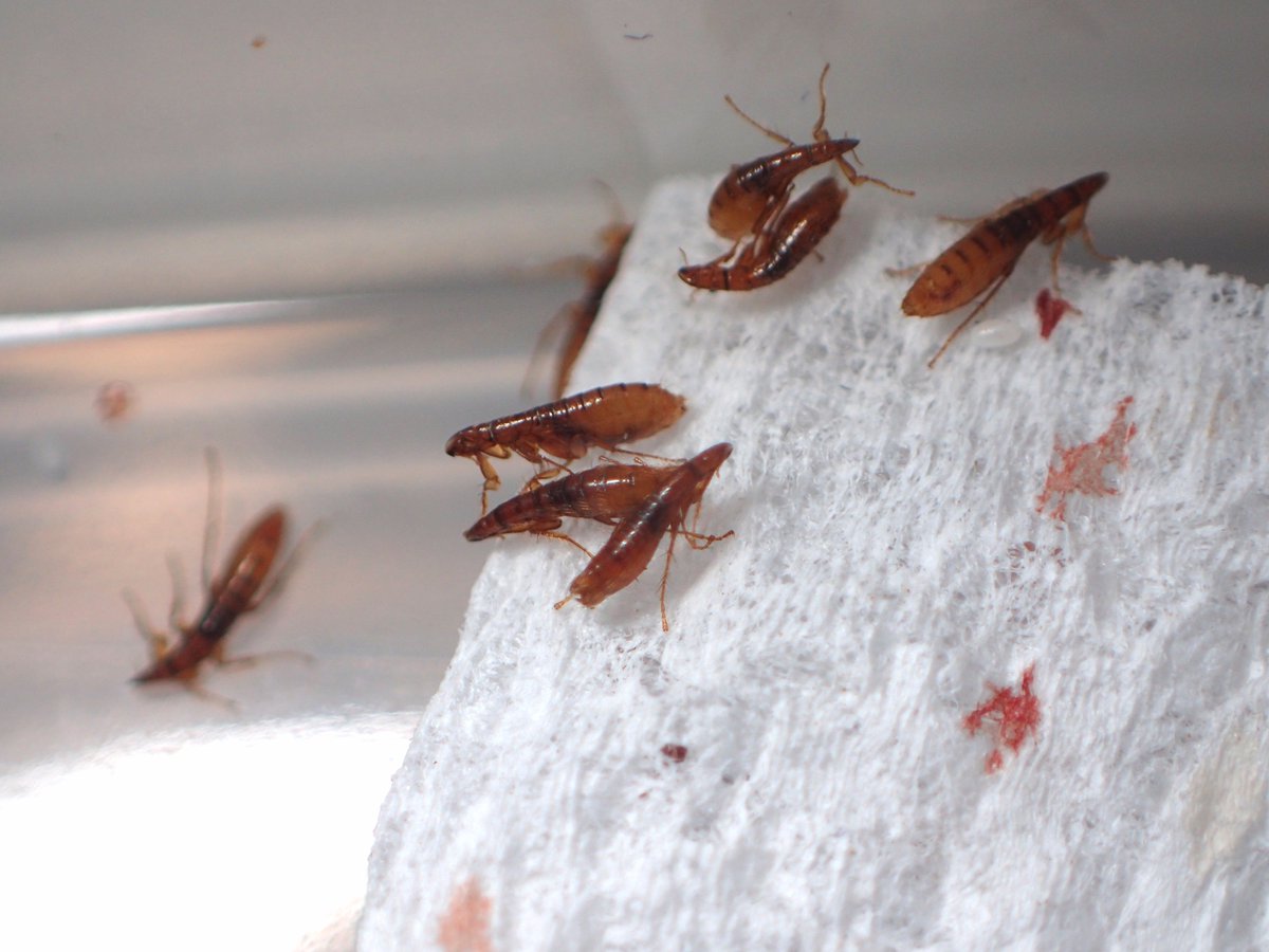 ケオプスネズミノミはどんな虫 Weblio辞書