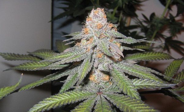 420cannabisseed's tweet photo. #WeedPorn https://t.co/Fwv5fLLhu7