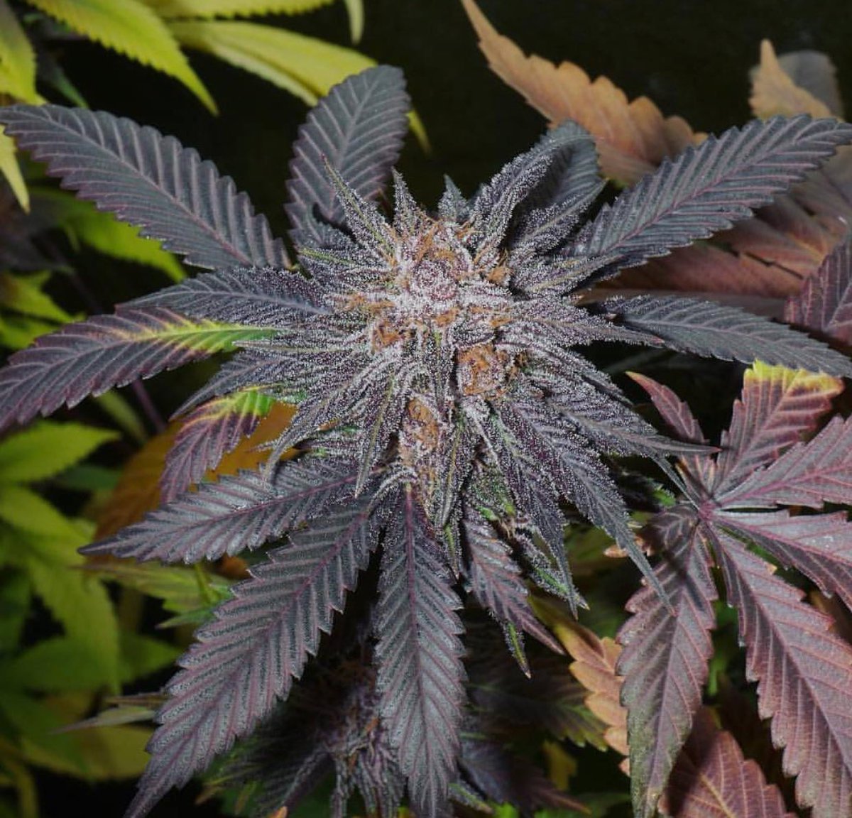mzstoned's tweet photo. I still don't know how they get away with even calling Cannabis a drug but they do. https://t.co/4j7oNqG5U4