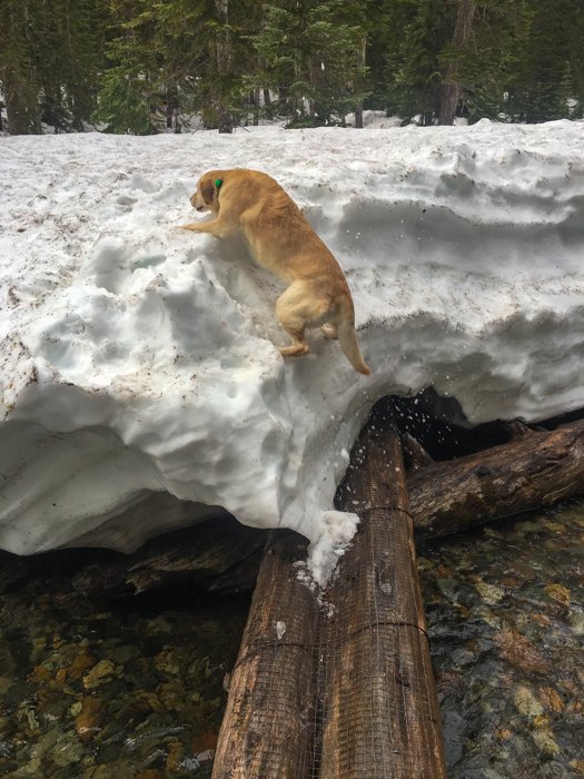 moosefish's tweet photo. Climb, puppy, climb! https://t.co/N16rBzvPKM #DogsThatClimb @TurboPUPs https://t.co/eDE4ve0Wcw