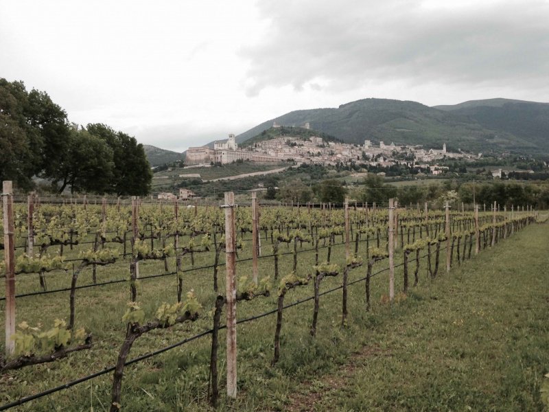 Zoom sur les vins d'Ombrie, d'une remarquable diversité des blancs à base de trebbiano au rouge de Sagrantino. 
ecole-muscadelle.fr/programme-des-…