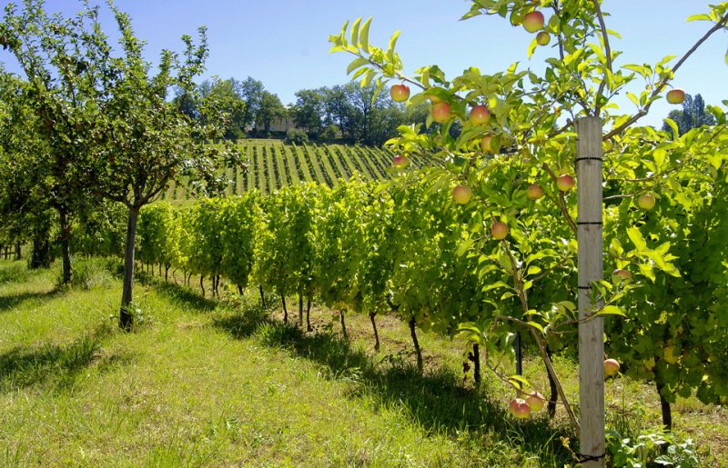 Découvrez l'impact de l'agriculture biologique sur le goût, la santé des viticulteurs comme des consommateurs
ecole-muscadelle.fr/programme-des-…