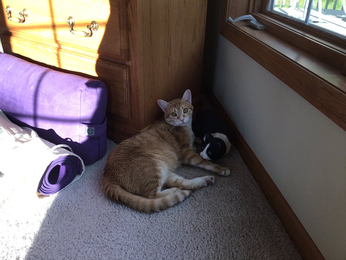 ShirleysPets's tweet photo. #CheesyGuy #Caturday #ShirleysPets #petsitting https://t.co/b33V7dPeXB
