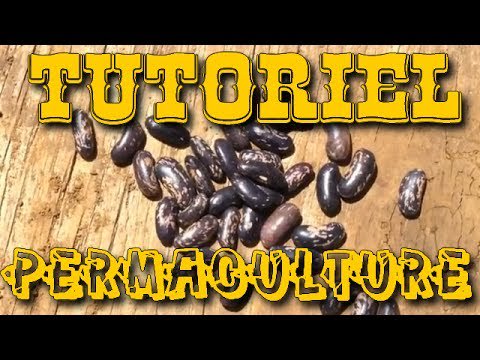 #permaculture [ Tutoriel Permaculture ] Semer les haricots nains - permaculturehq.net/tutoriel-perma… #RT #Retweet
