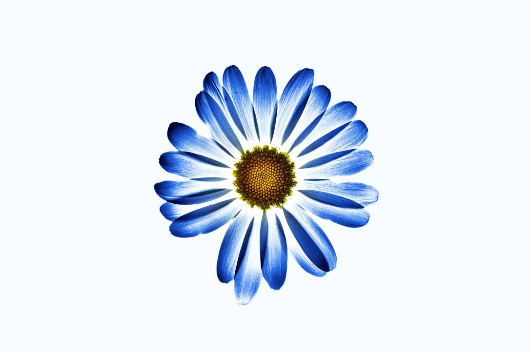 johnephoto's tweet photo. Blue summer flower #flower #summer #milwaukeelife #mkephotographer #photography #johnephoto #ig_milwaukee #blue https://t.co/vqvkJa1cRg