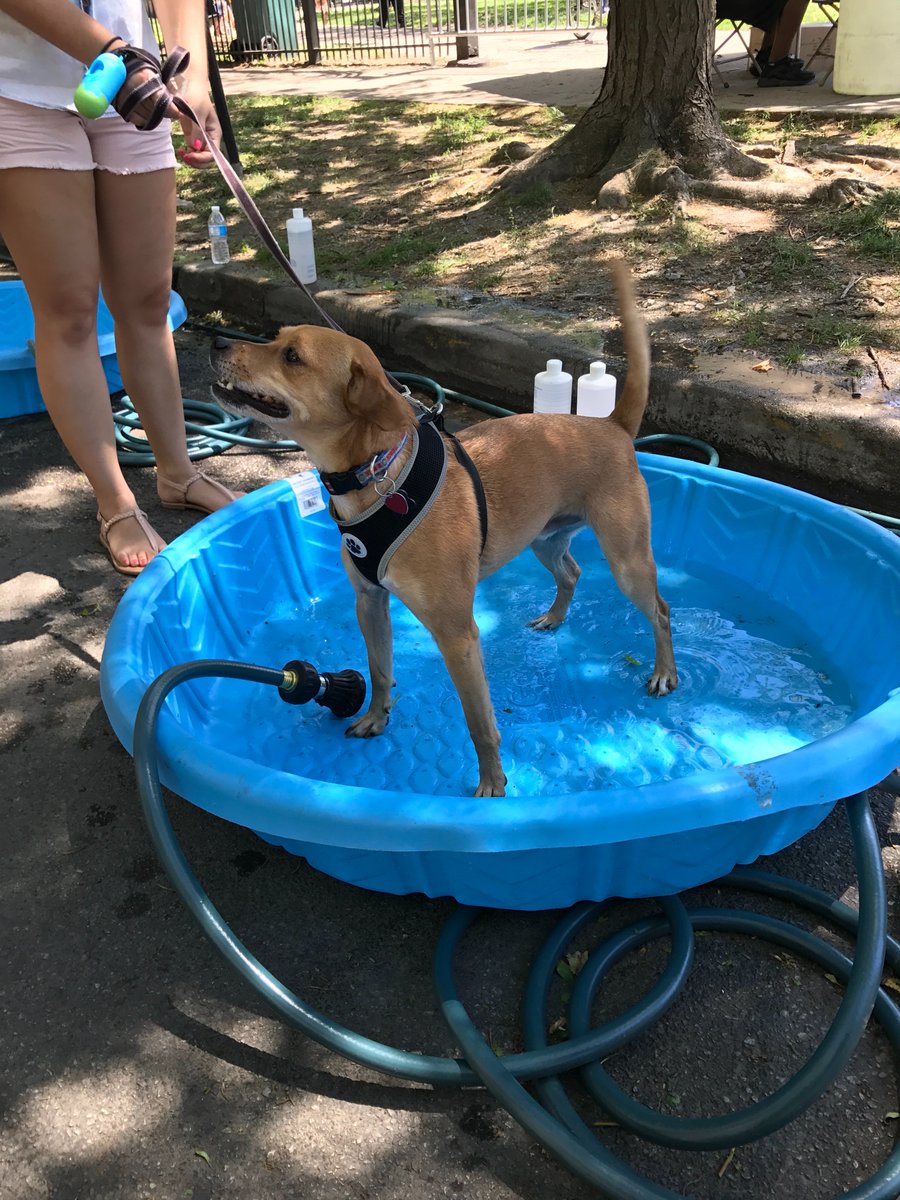 Our furry festival goers are enjoying the Pet Fest area in #GreenMusicFest! Bring your #pets out to cool off #dogs #wickerpark #chicago