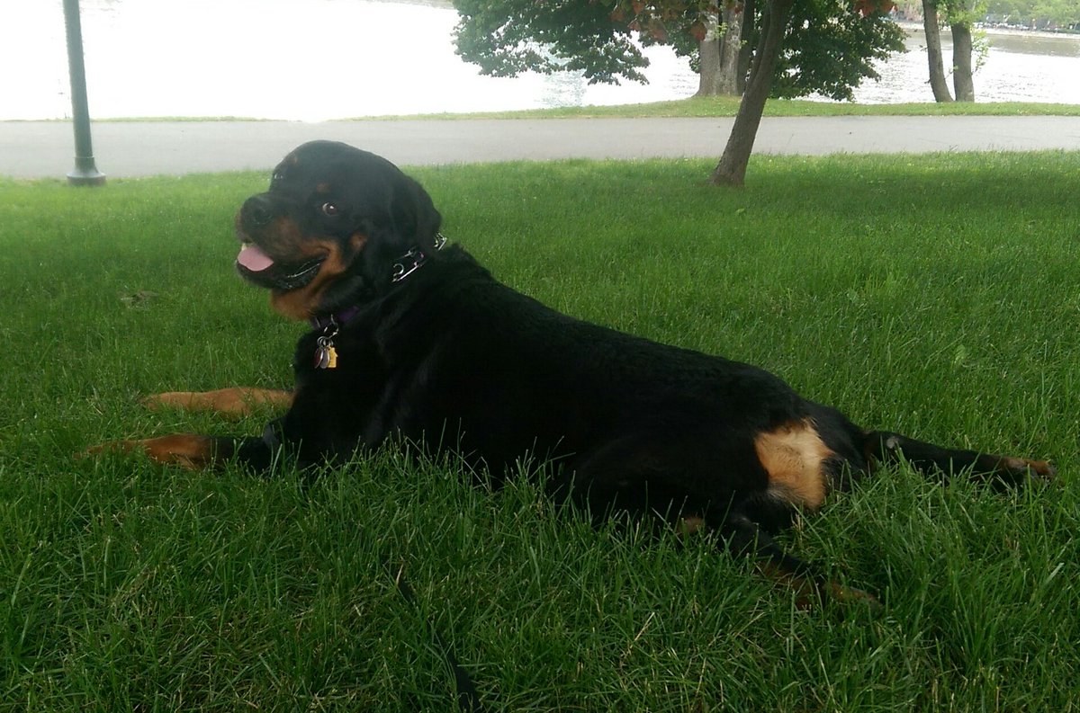 BigHeadSamson's tweet photo. Greetings from @randallsisland ! Just chilling after brunching with Ma. Shhhhhhh.....I snagged a muffin while she wasn't looking. https://t.co/BM9feqJcV2