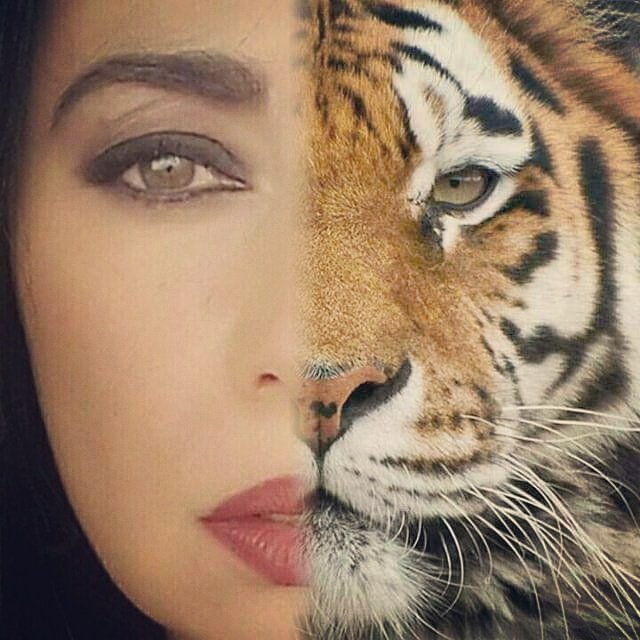 LenkaObilinovic's tweet photo. Mi horóscopo chino soy tigre! https://t.co/0lDzYylcUt