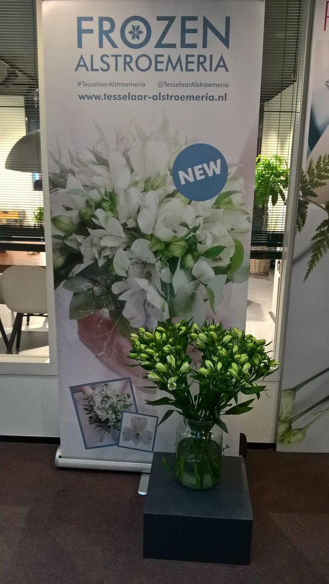Maandag 12 juni introductie van Alstroemeria Frozen op #floraholland Aalsmeer <a href="/FloraHolland/">Royal FloraHolland</a>