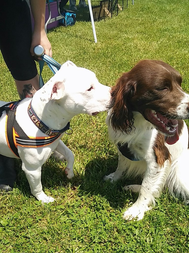 SitWithMeRescue's tweet photo. Lots of friendly pups out today! #jumpduckrun #dogsof613 #rescuedismyfavoritebreed https://t.co/47J24hLTwh