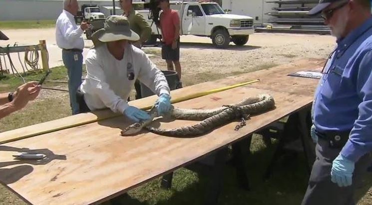 Florida to hire more python hunters, expand their territory bit.ly/2rhiD4f https://t.co/D4eHcHJwVE