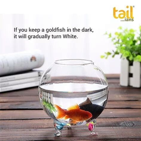 tailians's tweet photo. If a #goldfish is deprived of light, its skin stops producing the pigment and it gradually turns white. #FunFacts #GoldfishFacts https://t.co/SrYBthvn4b