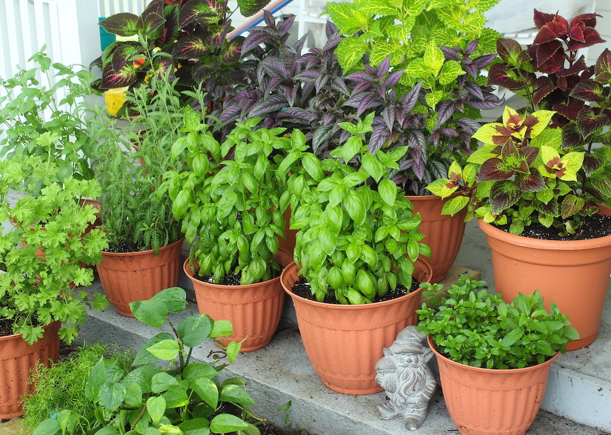 Lightkeepers_'s tweet photo. We want to share some of our #plants.
#Garden on the #Porch!
#Coleus #Basil #Spearmint #Peppermint
#PersianShield #AsparagusFerns https://t.co/BK42nKAEKl