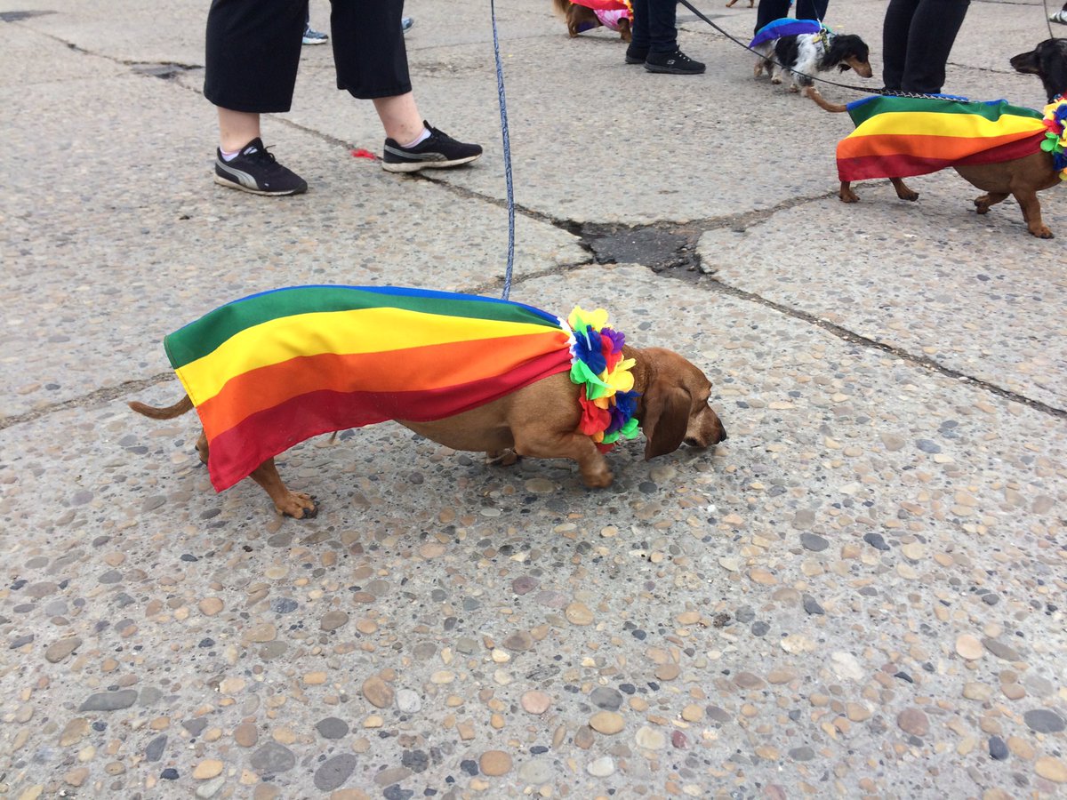 JThompsonCTV's tweet photo. Dogs.... In rainbow capes. Enough said. #yegPride #PrideParade #yeg https://t.co/1TJ4zCm2CI