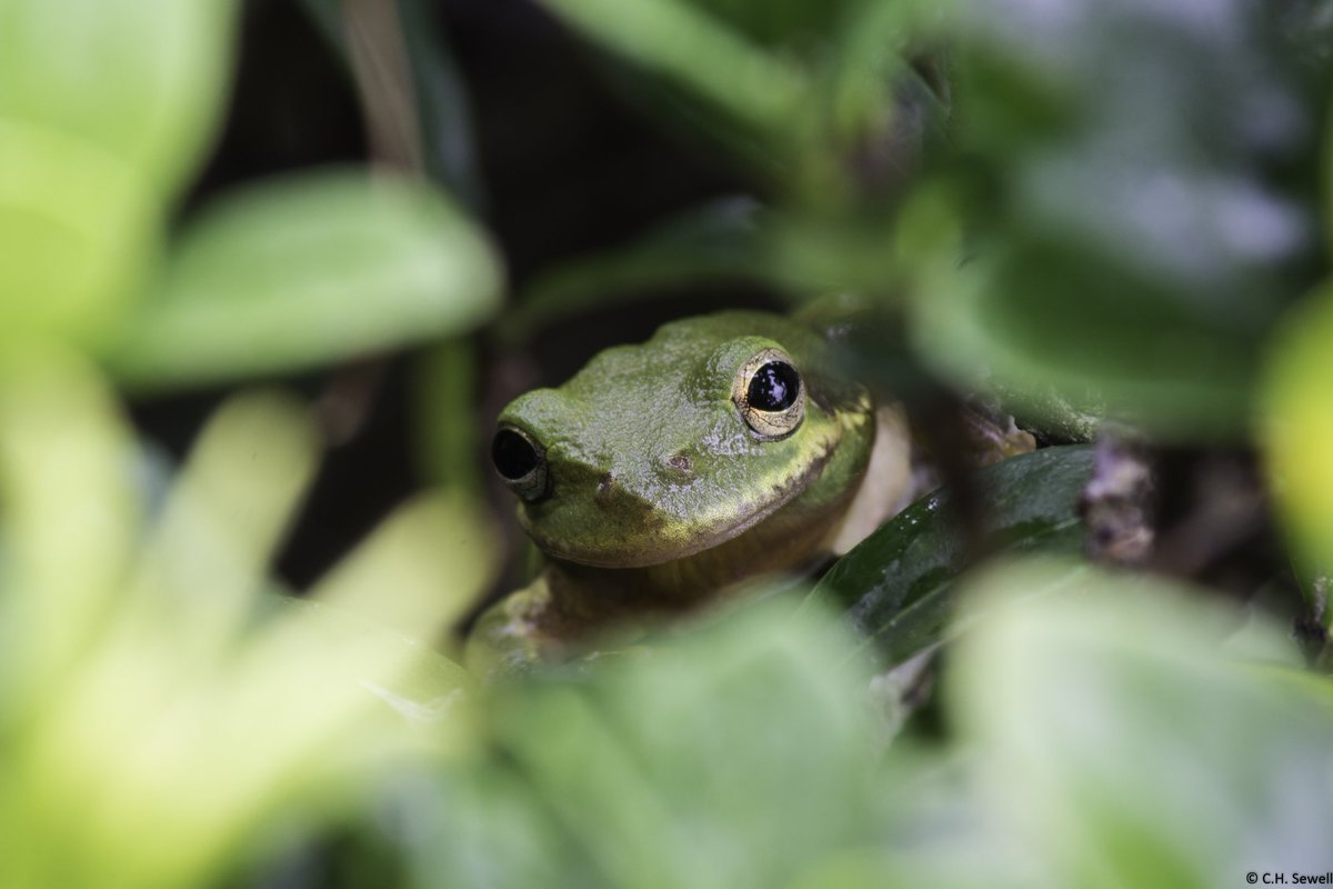 RipRileyDJ's tweet photo. I also do #photography. Not that anyone really cares. 😀 #naturephotography #frogsoftwitter #dslrphotography #nikon #d7100 #smile https://t.co/fNMgqnDwU6
